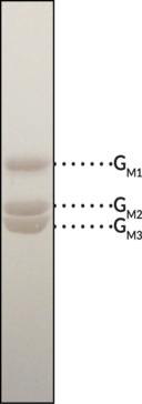 Monosialoganglioside Mixture