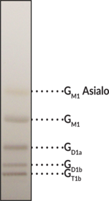 Ganglioside Mixture