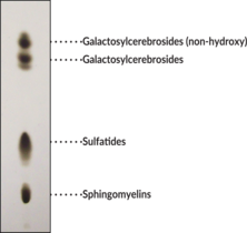 Sphingolipid Mixture (bovine)