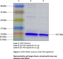 β2-Microglobulin (dog, recombinant)