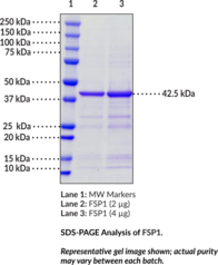 FSP1 (human, recombinant)