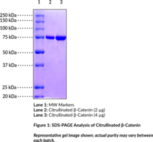 Citrullinated ?-Catenin (human, recombinant)