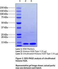 Citrullinated Histone H2A Type 1 (human, recombinant)