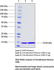 Citrullinated Histone H2B (human, recombinant)