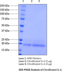 Citrullinated Interleukin-6 (human, recombinant)