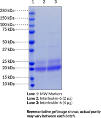 Interleukin-6 (human, recombinant)