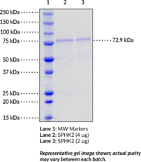 Sphingosine Kinase 2 (human, recombinant)