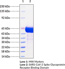 SARS-CoV-2 Spike Glycoprotein Receptor Binding Domain (human IgG1 Fc-tagged)