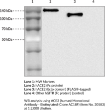 ACE2 (human) Monoclonal Antibody - Biotinylated (Clone AC18F)