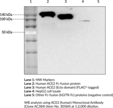 ACE2 (human) Monoclonal Antibody (Clone AC384)