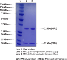 MR1/?2-Microglobulin Complex (human, recombinant)