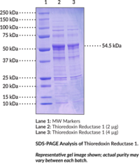 Thioredoxin Reductase 1 (rat, recombinant)