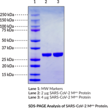 SARS-CoV-2 M<sup>pro</sup> Protein