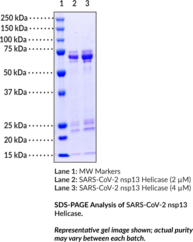 SARS-CoV-2 nsp13 Helicase (<em>E. coli</em> expressed)