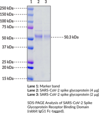 SARS-CoV-2 Spike Glycoprotein Receptor Binding Domain (rabbit IgG1 Fc-tagged)