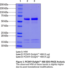 PCSK9-DyLight<sup>™</sup> 488