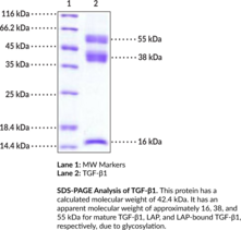 Latent TGF-?1 (human, recombinant)