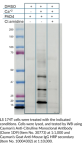 Anti-Citrulline Monoclonal Antibody (Clone 1D9)