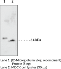 β2-Microglobulin (dog) Monoclonal Antibody (Clone 5B10)