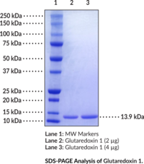 Glutaredoxin 1 (human, recombinant)