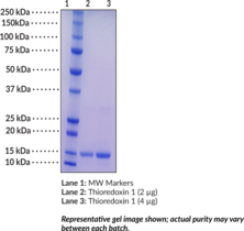 Thioredoxin 1 (human, recombinant)