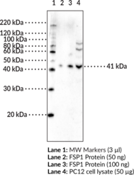 FSP1 Polyclonal Antibody