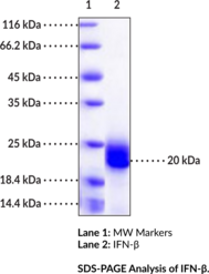 IFN-β (human, recombinant)