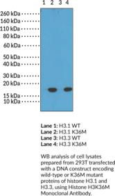 Histone H3K36M Monoclonal Antibody