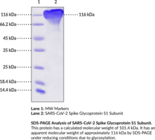 SARS-CoV-2 Spike Glycoprotein S1 Subunit