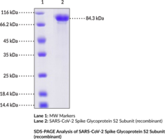 SARS-CoV-2 Spike Glycoprotein S2 Subunit