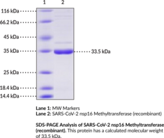 SARS-CoV-2 nsp16 Methyltransferase