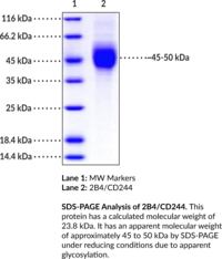 2B4/CD244 Extracellular Domain (human, recombinant)