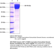 B7-1/CD80 Long Isoform Extracellular Domain (human, recombinant; His- and Fc-tagged)