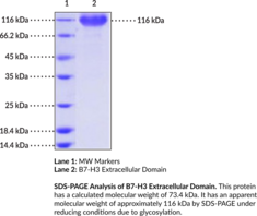 B7-H3/CD276 Extracellular Domain (human, recombinant)