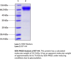 B7-H4 (human, recombinant)