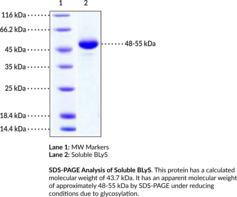 Soluble BLyS/BAFF (human, recombinant)