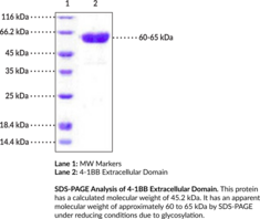 4-1BB/CD137 Extracellular Domain (human, recombinant)