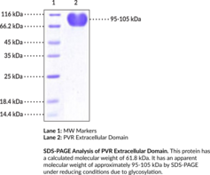 PVR/CD155 Extracellular Domain (human, recombinant)