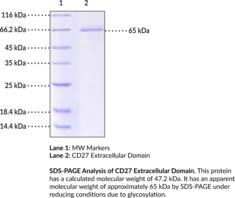 TNFRSF7/CD27 Extracellular Domain (human, recombinant)