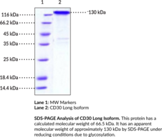 TNFRSF8/CD30 Long Isoform Extracellular Domain (human, recombinant)