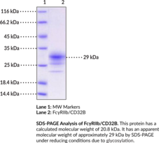 Fc?RIIb/CD32B (human, recombinant)