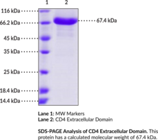 CD4 Extracellular Domain (human, recombinant)