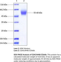 CEACAM8/CD66b (human, recombinant)