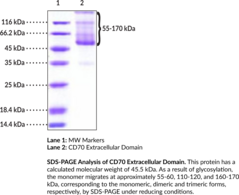 CD27L/CD70 Extracellular Domain (human, recombinant)