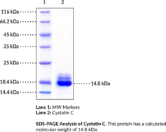 Cystatin C (human, recombinant)