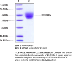 CD226 Extracellular Domain (human, recombinant)