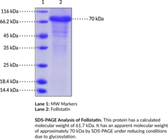 Follistatin (human, recombinant)