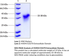 HVEM/CD270 Extracellular Domain (human, recombinant)