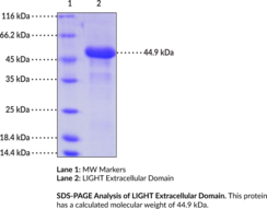 LIGHT/CD258 Extracellular Domain (human, recombinant)