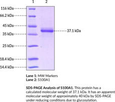 S100A1 (human, recombinant)